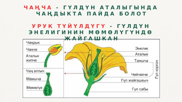 ЧАҢЧА - ГҮЛДҮН АТАЛЫГЫНДА ЧАҢДЫКТА ПАЙДА БОЛОТ  УРУК ТҮЙҮЛДҮГҮ - ГҮЛДҮН ЭНЕЛИГИНИН МӨМӨЛҮГҮНДӨ ЖАЙГАШКАН  