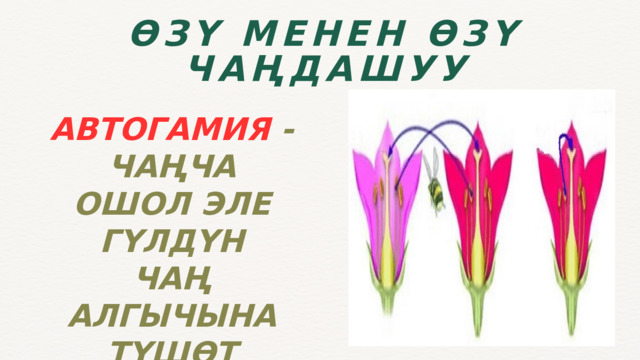 ӨЗҮ МЕНЕН ӨЗҮ ЧАҢДАШУУ АВТОГАМИЯ - ЧАҢЧА ОШОЛ ЭЛЕ ГҮЛДҮН ЧАҢ АЛГЫЧЫНА ТҮШӨТ 