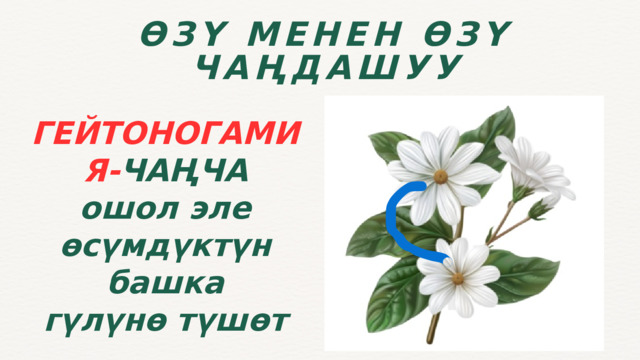 ӨЗҮ МЕНЕН ӨЗҮ ЧАҢДАШУУ ГЕЙТОНОГАМИЯ- ЧАҢЧА ошол эле өсүмдүктүн башка гүлүнө түшөт 