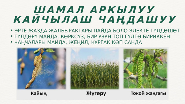 ШАМАЛ АРКЫЛУУ КАЙЧЫЛАШ ЧАҢДАШУУ ЭРТЕ ЖАЗДА ЖАЛБЫРАКТАРЫ ПАЙДА БОЛО ЭЛЕКТЕ ГҮЛДӨШӨТ ГҮЛДӨРҮ МАЙДА, КӨРКСҮЗ, БИР УЗУН ТОП ГҮЛГӨ БИРИККЕН ЧАҢЧАЛАРЫ МАЙДА, ЖЕҢИЛ, КУРГАК КӨП САНДА ЭРТЕ ЖАЗДА ЖАЛБЫРАКТАРЫ ПАЙДА БОЛО ЭЛЕКТЕ ГҮЛДӨШӨТ ГҮЛДӨРҮ МАЙДА, КӨРКСҮЗ, БИР УЗУН ТОП ГҮЛГӨ БИРИККЕН ЧАҢЧАЛАРЫ МАЙДА, ЖЕҢИЛ, КУРГАК КӨП САНДА 