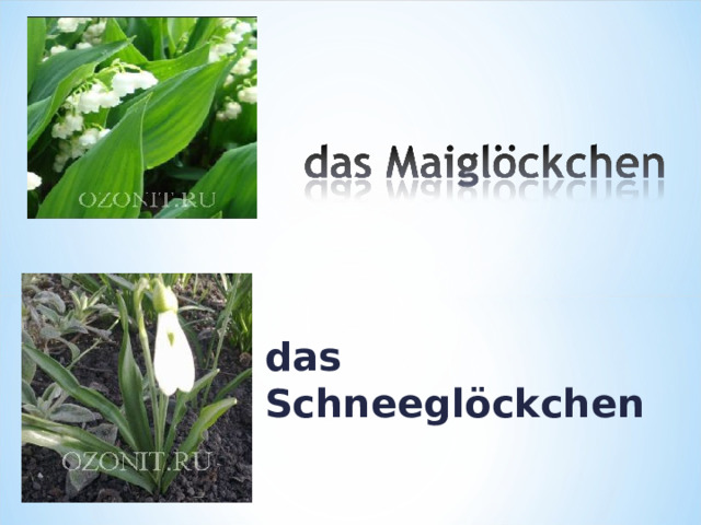 d as Schneeglöckchen 
