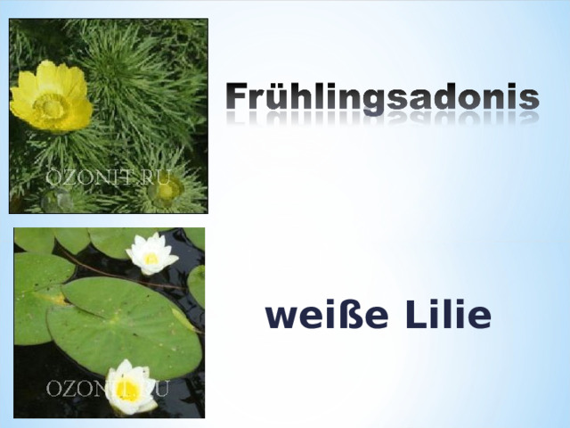 weiße Lilie 
