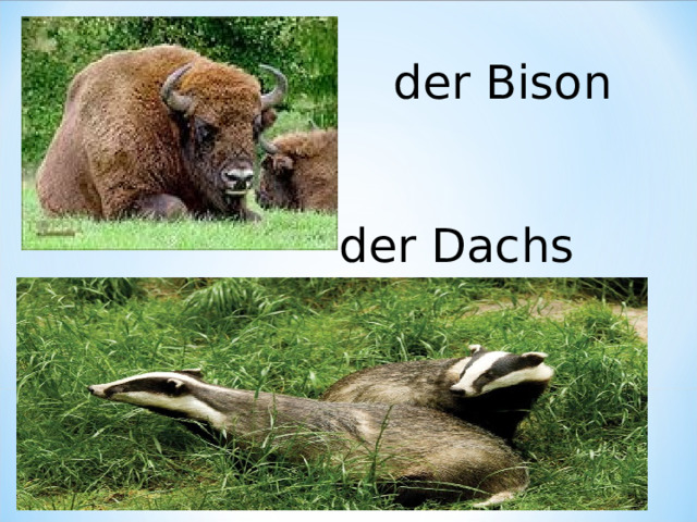 der Bison der Dachs 