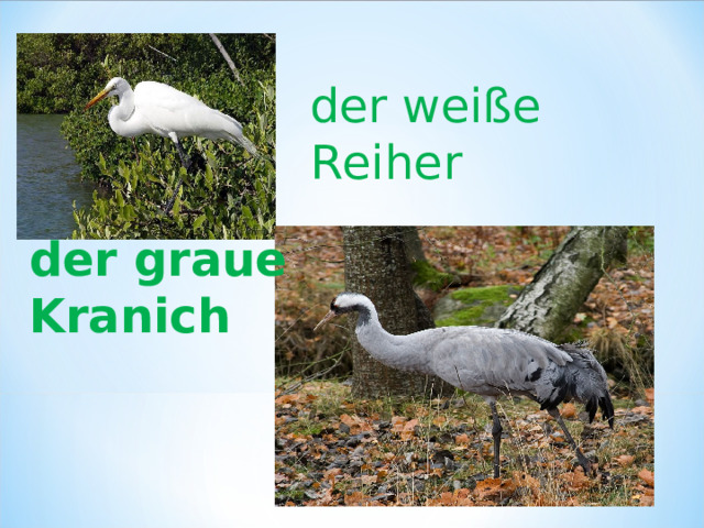 der weiße Reiher der graue Kranich 