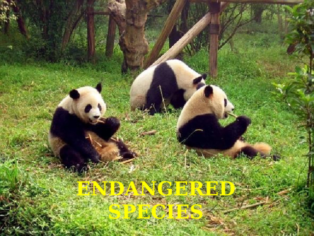 ENDANGERED SPECIES 