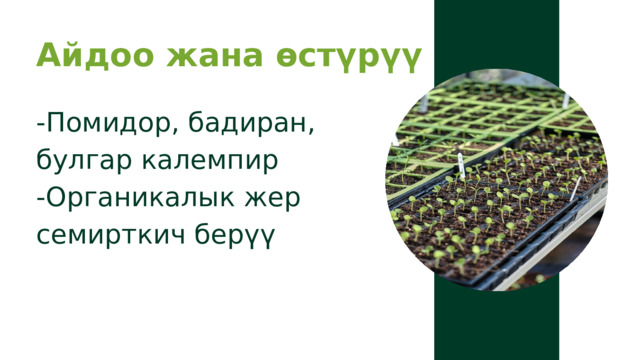 Айдоо жана өстүрүү -Помидор, бадиран, булгар калемпир -Органикалык жер семирткич берүү 