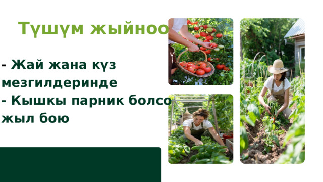 Түшүм жыйноо  - Жай жана күз мезгилдеринде - Кышкы парник болсо жыл бою 