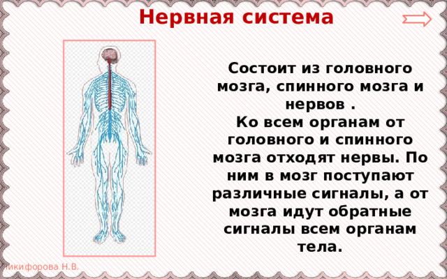  Нервная система Состоит из головного мозга, спинного мозга и нервов . Ко всем органам от головного и спинного мозга отходят нервы. По ним в мозг поступают различные сигналы, а от мозга идут обратные сигналы всем органам тела. 