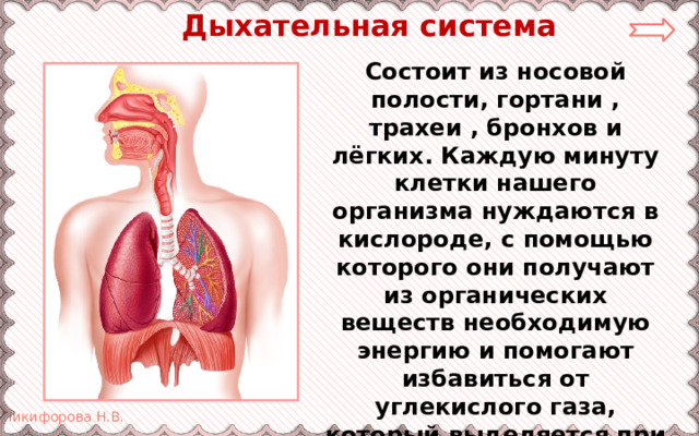  Дыхательная система Состоит из носовой полости, гортани , трахеи , бронхов и лёгких. Каждую минуту клетки нашего организма нуждаются в кислороде, с помощью которого они получают из органических веществ необходимую энергию и помогают избавиться от углекислого газа, который выделяется при получении энергии. 
