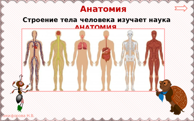  Анатомия Строение тела человека изучает наука АНАТОМИЯ . 