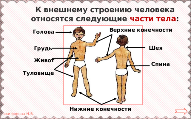 К внешнему строению человека относятся следующие  части тела : Верхние конечности Голова Шея Грудь Живот Спина Туловище Нижние конечности 
