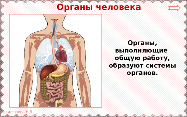  Органы человека Органы, выполняющие общую работу, образуют системы органов. 