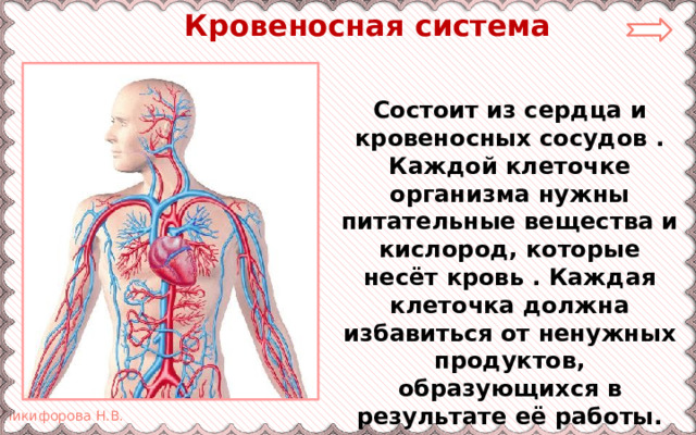  Кровеносная система Состоит из сердца и кровеносных сосудов . Каждой клеточке организма нужны питательные вещества и кислород, которые несёт кровь . Каждая клеточка должна избавиться от ненужных продуктов, образующихся в результате её работы. 