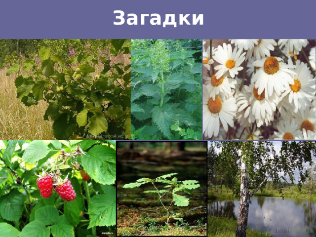 Загадки 