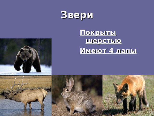 Звери Покрыты шерстью Имеют 4 лапы 