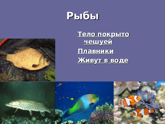 Рыбы Тело покрыто чешуей Плавники Живут в воде 