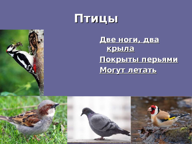 Птицы Две ноги, два крыла Покрыты перьями Могут летать  