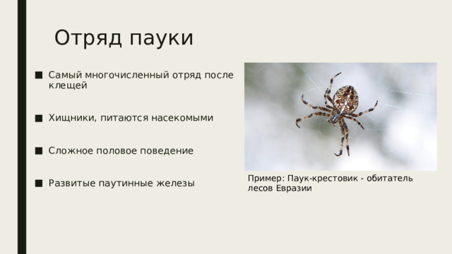 Отряд пауки Самый многочисленный отряд после клещей Хищники, питаются насекомыми Сложное половое поведение Развитые паутинные железы Пример: Паук-крестовик - обитатель лесов Евразии 