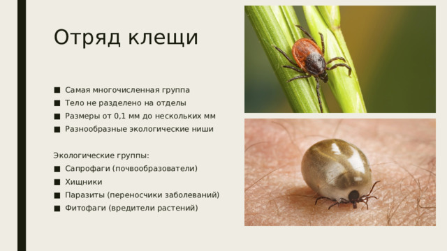 Отряд клещи Самая многочисленная группа Тело не разделено на отделы Размеры от 0,1 мм до нескольких мм Разнообразные экологические ниши Экологические группы: Сапрофаги (почвообразователи) Хищники Паразиты (переносчики заболеваний) Фитофаги (вредители растений) 