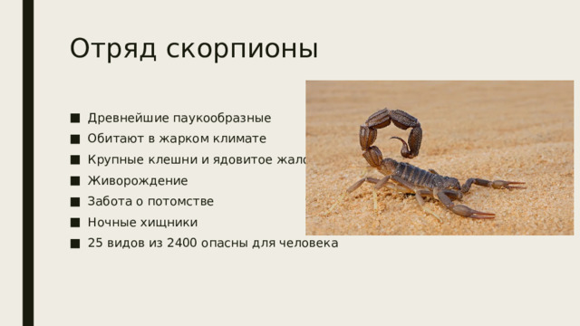 Отряд скорпионы Древнейшие паукообразные Обитают в жарком климате Крупные клешни и ядовитое жало Живорождение Забота о потомстве Ночные хищники 25 видов из 2400 опасны для человека 