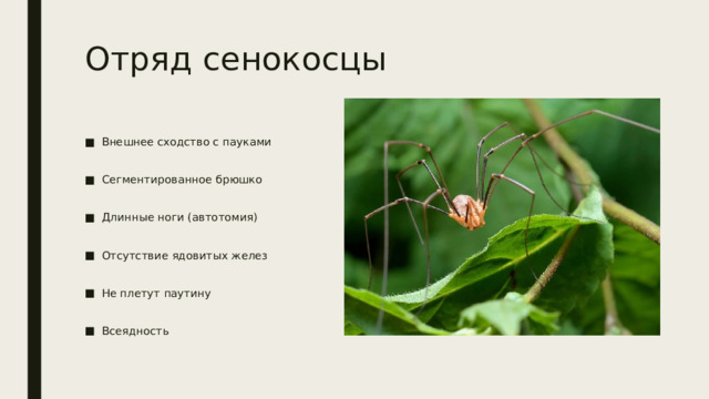 Отряд сенокосцы Внешнее сходство с пауками Сегментированное брюшко Длинные ноги (автотомия) Отсутствие ядовитых желез Не плетут паутину Всеядность 