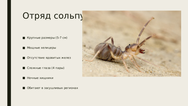 Отряд сольпуги Крупные размеры (5-7 см) Мощные хелицеры Отсутствие ядовитых желез Сложные глаза (4 пары) Ночные хищники Обитают в засушливых регионах 