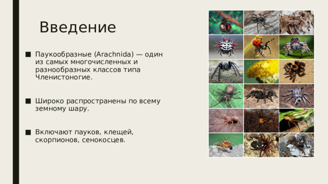 Введение Паукообразные (Arachnida) — один из самых многочисленных и разнообразных классов типа Членистоногие. Широко распространены по всему земному шару. Включают пауков, клещей, скорпионов, сенокосцев. 