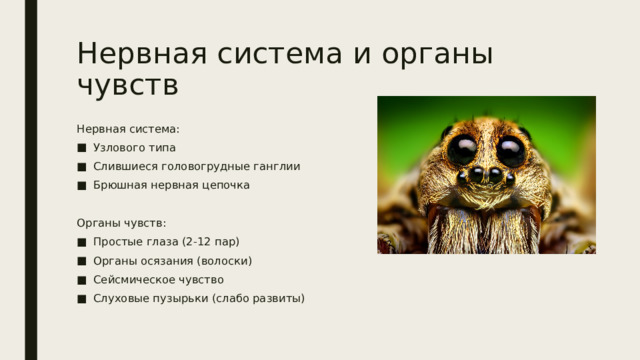 Нервная система и органы чувств Нервная система: Узлового типа Слившиеся головогрудные ганглии Брюшная нервная цепочка Органы чувств: Простые глаза (2-12 пар) Органы осязания (волоски) Сейсмическое чувство Слуховые пузырьки (слабо развиты) 