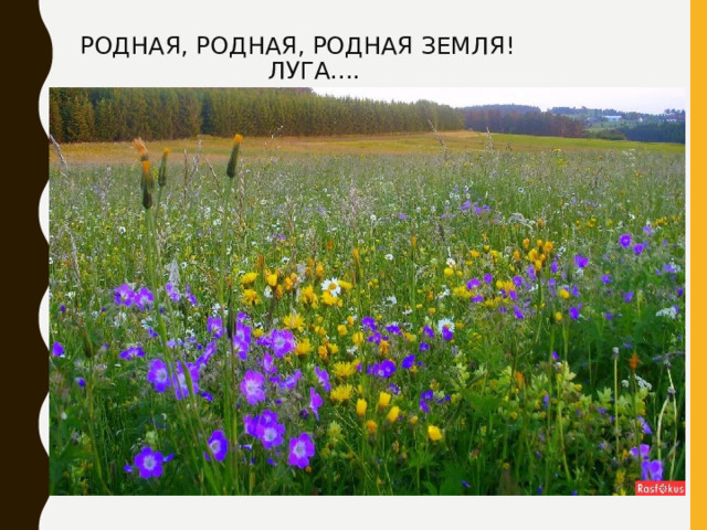РОДНАЯ, РОДНАЯ, РОДНАЯ ЗЕМЛЯ!  ЛУГА.... 