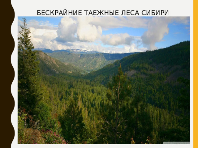 БЕСКРАЙНИЕ ТАЕЖНЫЕ ЛЕСА СИБИРИ 