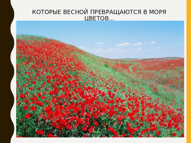 КОТОРЫЕ ВЕСНОЙ ПРЕВРАЩАЮТСЯ В МОРЯ ЦВЕТОВ... 