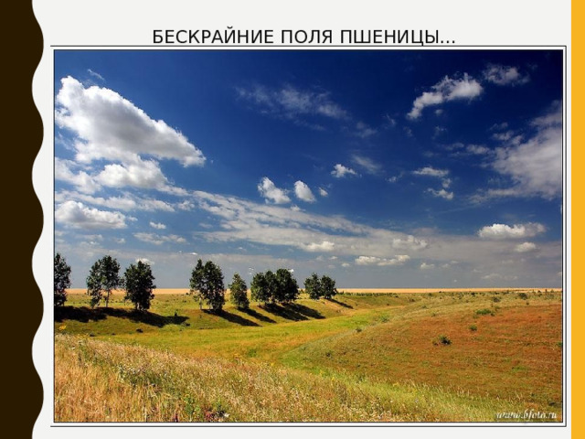 БЕСКРАЙНИЕ ПОЛЯ ПШЕНИЦЫ... 