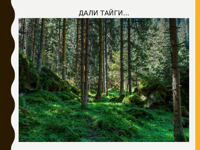 ДАЛИ ТАЙГИ... 
