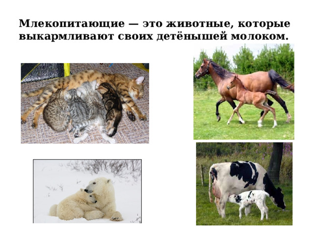 Млекопитающие — это животные, которые выкармливают своих детёнышей молоком. 