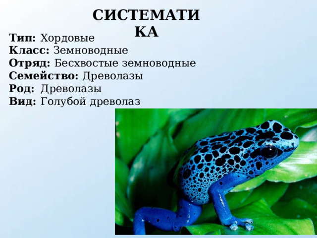 СИСТЕМАТИКА Тип:  Хордовые Класс: Земноводные Отряд: Бесхвостые земноводные Семейство: Древолазы Род:  Древолазы Вид:  Голубой древолаз 