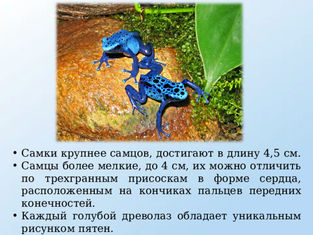 Самки крупнее самцов, достигают в длину 4,5 см. Самцы более мелкие, до 4 см, их можно отличить по трехгранным присоскам в форме сердца, расположенным на кончиках пальцев передних конечностей. Каждый голубой древолаз обладает уникальным рисунком пятен. 