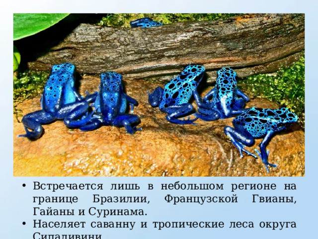 Встречается лишь в небольшом регионе на границе Бразилии, Французской Гвианы, Гайаны и Суринама. Населяет саванну и тропические леса округа Сипаливини. 