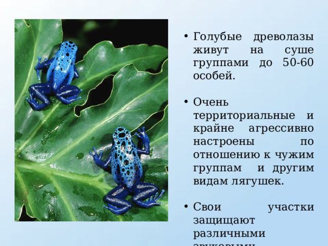 Голубые древолазы живут на суше группами до 50-60 особей. Очень территориальные и крайне агрессивно настроены по отношению к чужим группам и другим видам лягушек. Свои участки защищают различными звуковыми сигналами. 