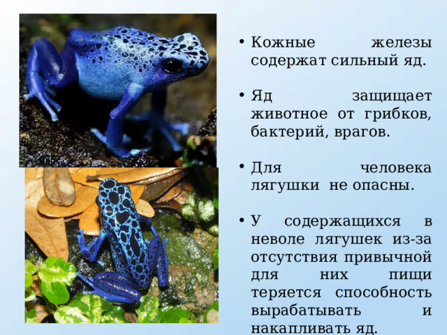 Кожные железы содержат сильный яд. Яд защищает животное от грибков, бактерий, врагов. Для человека лягушки не опасны. У содержащихся в неволе лягушек из-за отсутствия привычной для них пищи теряется способность вырабатывать и накапливать яд. 