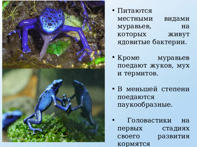 Питаются местными видами муравьев, на которых живут ядовитые бактерии. Кроме муравьев поедают жуков, мух и термитов. В меньшей степени поедаются паукообразные.  Головастики на первых стадиях своего развития кормятся неоплодотворенными яйцами. 