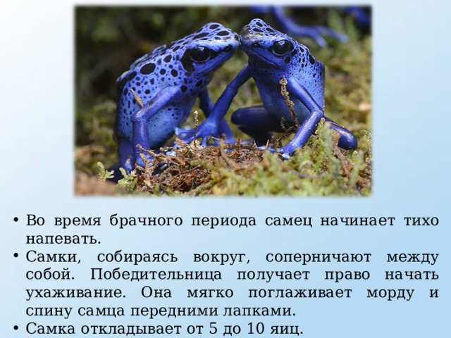 Во время брачного периода самец начинает тихо напевать. Самки, собираясь вокруг, соперничают между собой. Победительница получает право начать ухаживание. Она мягко поглаживает морду и спину самца передними лапками. Самка откладывает от 5 до 10 яиц. Самка способна съесть икринки в приступе голода. 