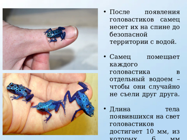 После появления головастиков самец несет их на спине до безопасной территории с водой. Самец помещает каждого головастика в отдельный водоем – чтобы они случайно не съели друг друга. Длина тела появившихся на свет головастиков достигает 10 мм, из которых 6 мм приходится на хвост. 