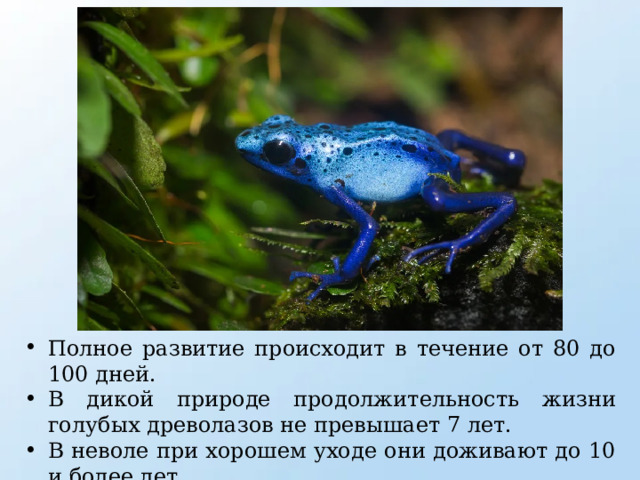 Полное развитие происходит в течение от 80 до 100 дней. В дикой природе продолжительность жизни голубых древолазов не превышает 7 лет. В неволе при хорошем уходе они доживают до 10 и более лет. 