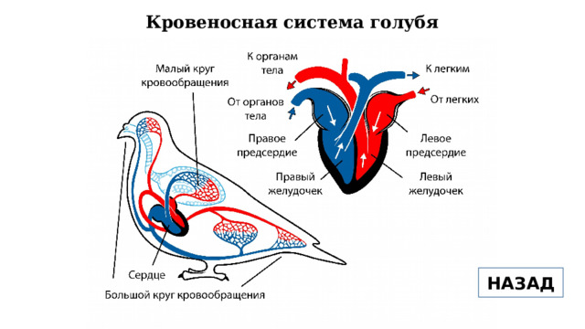 Кровеносная система голубя НАЗАД 