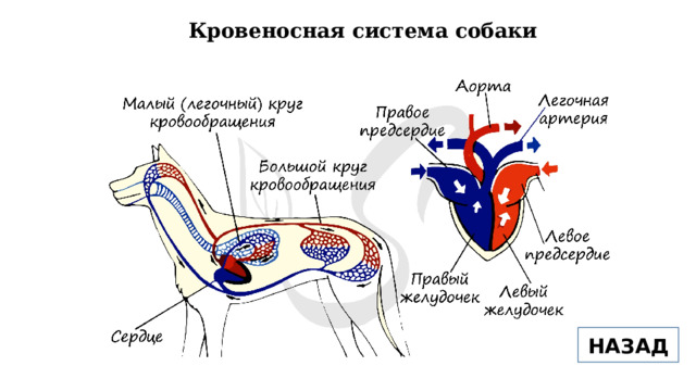 Кровеносная система собаки НАЗАД 
