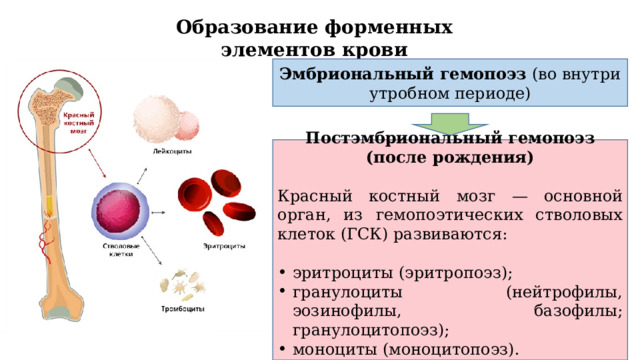 Образование форменных элементов крови Эмбриональный гемопоэз  (во внутриутробном периоде) Постэмбриональный гемопоэз (после рождения) Красный костный мозг — основной орган, из гемопоэтических стволовых клеток (ГСК) развиваются: эритроциты (эритропоэз); гранулоциты (нейтрофилы, эозинофилы, базофилы; гранулоцитопоэз); моноциты (моноцитопоэз). 