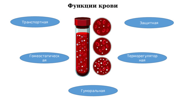 Функции крови Транспортная Защитная Терморегуляторная Гомеостатическая Гуморальная 