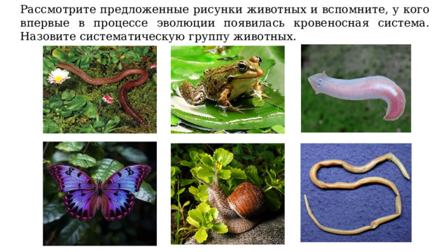 Рассмотрите предложенные рисунки животных и вспомните, у кого впервые в процессе эволюции появилась кровеносная система. Назовите систематическую группу животных. 