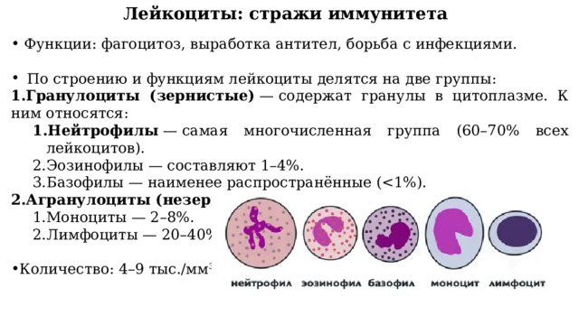 Лейкоциты: стражи иммунитета  Функции: фагоцитоз, выработка антител, борьба с инфекциями. По строению и функциям лейкоциты делятся на две группы: Гранулоциты (зернистые)  — содержат гранулы в цитоплазме. К ним относятся: Нейтрофилы  — самая многочисленная группа (60–70% всех лейкоцитов).  Эозинофилы — составляют 1–4%.  Базофилы — наименее распространённые (Нейтрофилы  — самая многочисленная группа (60–70% всех лейкоцитов).  Эозинофилы — составляют 1–4%.  Базофилы — наименее распространённые (Агранулоциты (незернистые)  — не имеют гранул. Моноциты — 2–8%.  Лимфоциты — 20–40%.  Моноциты — 2–8%.  Лимфоциты — 20–40%.  Количество: 4–9 тыс./мм³. 