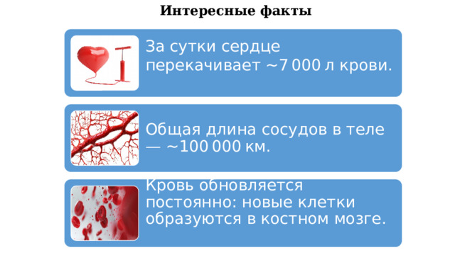 Интересные факты За сутки сердце перекачивает ~7 000 л крови. Общая длина сосудов в теле — ~100 000 км. Кровь обновляется постоянно: новые клетки образуются в костном мозге. 